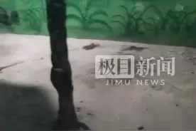 动物园澄清“母猴咬死初生小猴”：小猴生下为死胎，母猴紧抱不放手图片