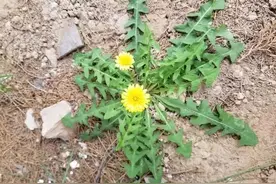 5种常用野菜的营养价值及食用特点图片