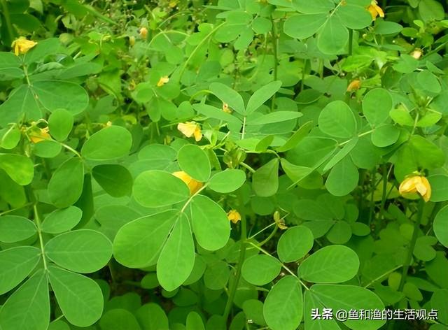 踏春必备“百草图”之三，身边那些有价值的野草，你能认识几种？