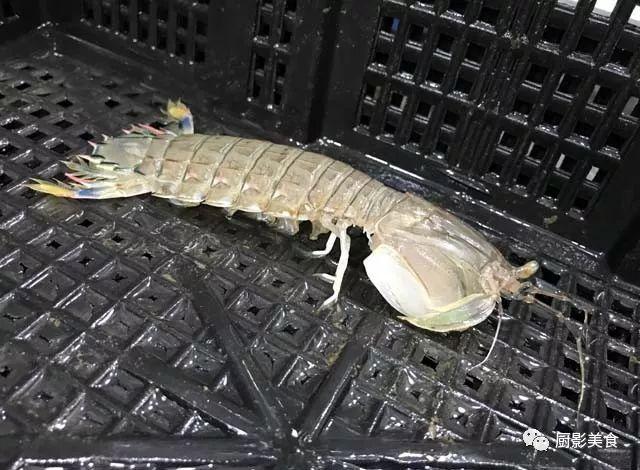 40头的花胶是几级 2025年花胶40头是什么意思?