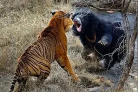 敢于挑战老虎的黑熊，为何死于虎口？不是力弱而是愚蠢｜轶闻图片