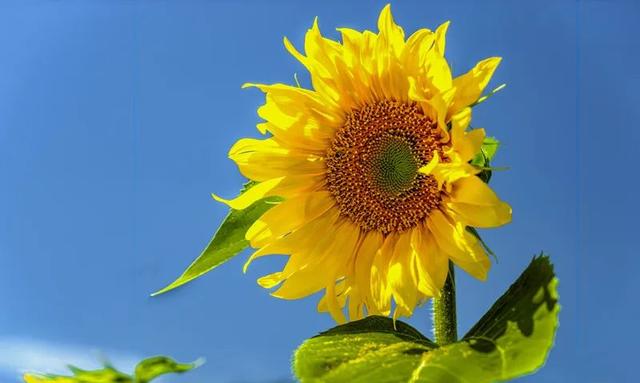 女神节送花大盘点！这7种花材人气最旺，它们做成的花礼你最爱哪一款？