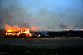 “秸秆禁烧”禁不掉虫卵，更禁不掉各类蛀虫图片