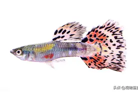 孔雀鱼非常漂亮，却不容易养，养孔雀鱼三忌图片