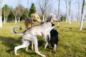 华夏名狗——“细犬”，真正的“哮天犬”，养过都不想换狗图片