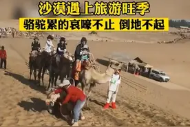 累到哀嚎倒地？敦煌鸣沙山骆驼集体罢工，网友：生命应该被珍视图片