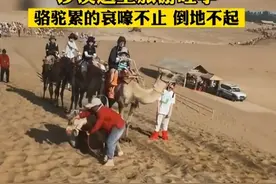 累到哀嚎倒地？敦煌鸣沙山骆驼集体罢工，网友：生命应该被珍视图片