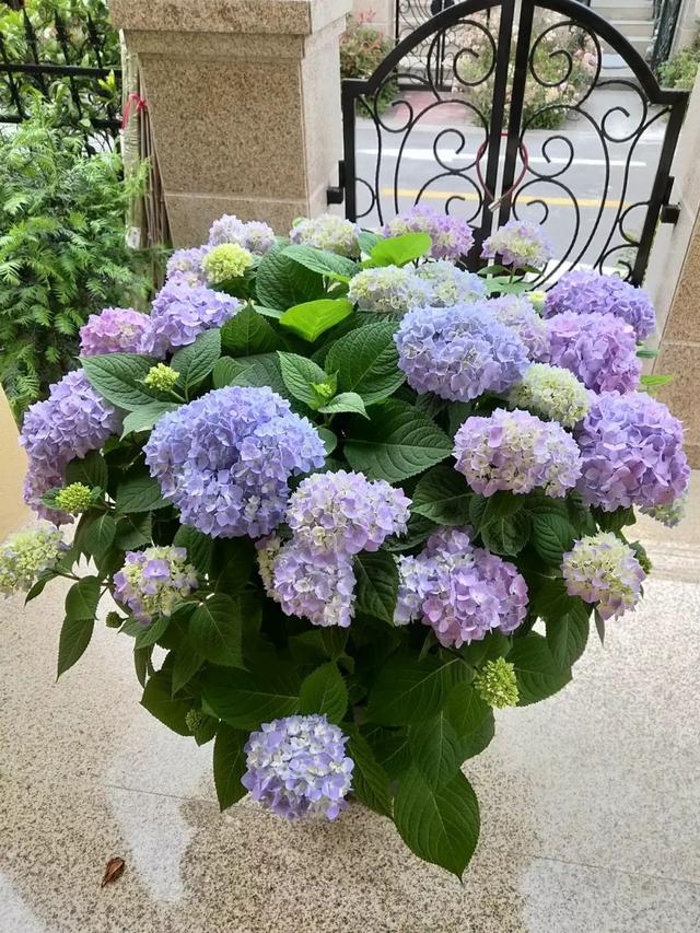 4种"圆球花",个个都能开成大花球,好看又吉利!