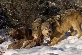 猎人的故事——猎皮子（16）循循善诱图片