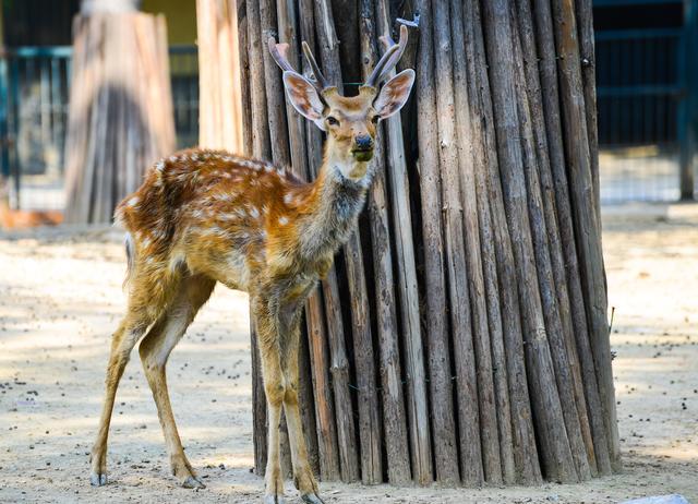 �������ȥ���棿��󾫲ʻ������Լ���϶���԰����������һ�����ɷ��ɵ����аɣ�