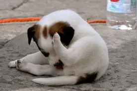 “舔尿道口”=“恶心”？主人你错了，看完赶紧重视起来图片