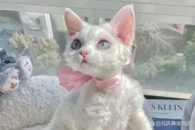 猫咪科普之德文卷毛猫图片