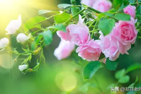 2022-2023学年度广东高三上学期联考语文试卷及答案图片