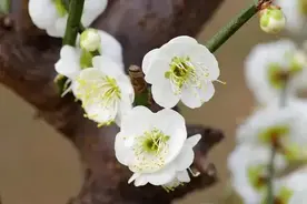 看电视的孩子和不看电视的孩子，将来差距明显！特别是学习能力图片