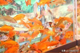 养金鱼嫌换水麻烦？这样做，水会一直清澈，可以免去换水的麻烦图片