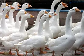 生蛋比不过鸡，长肉比不过鸭，人类为什么要驯服大鹅这种家禽？图片