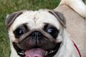 「你知道吗？狗其实有八个冷知识，第一个超出你的想象！」图片