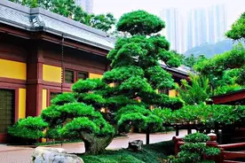 罗汉松～树姿古朴葱茏，神韵清雅挺拔，四季青翠，深得人们喜爱图片