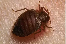 身边吸血的“虫虫”：臭虫、蜱、蚤、虱图片