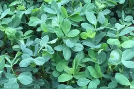 论中小养猪场何去何从，本土化原料替代饲料，是唯一出路图片