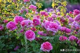 月季错版全赖奸商？为什么月季老是不对版，除了奸商还有这些原因图片