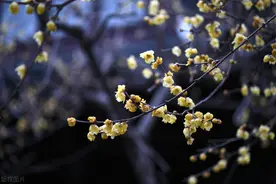 毛泽东思想的历史地位图片