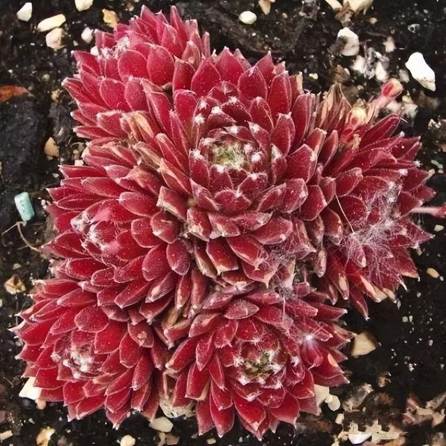 270种常见多肉图谱，一分钟认全！