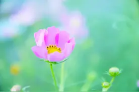 有一种深爱，无法成为夫妻，那就这样处理吧图片