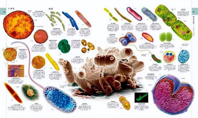 地球上第一个生命是怎么出现的?