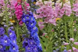 全国前三！欢迎来成都看花花图片