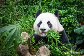 原来单纯的吃素并不能减肥，难怪大熊猫是个大胖子的模样图片