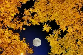 三人行 | 梧桐叶落檐下，偶尔闲看，风吹留不住（诗词唱和六首）图片