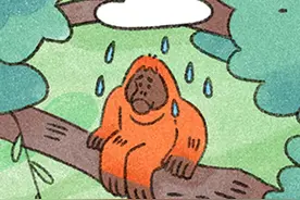 CGTN漫画连载《同一个家园》｜红毛猩猩改造记图片