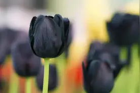 黑紫郁金香，阳光酿酒，风举杯，我干了，你随意｜花名册No.00044图片