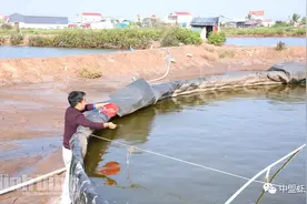 首次研究！盐度和溶解氧，对虾空翻跳跃的影响图片