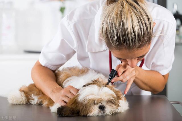 金毛犬不吃饭而且呕吐怎么办