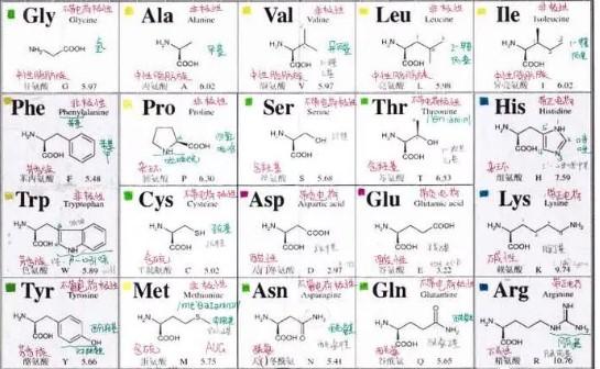 固拓生物-20种氨基酸缩写及归纳口诀
