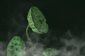 禅语10句，写尽人间贪嗔痴欲！图片