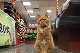 老祖宗的智慧：猫咪“旺家”的6个特质，有一个就很了不起！图片