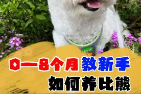 比熊这样养才对，可别在喂错了，不然就害了它图片
