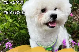 比熊这样养才对，可别在喂错了，不然就害了它图片