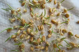 小麦种植绝密技巧，绝不可错过！图片