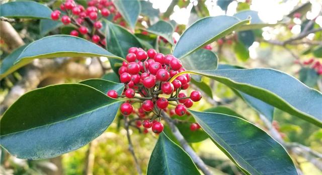 冬青,日本冬青,法国冬青,北美冬青,它们到底有什么区分?