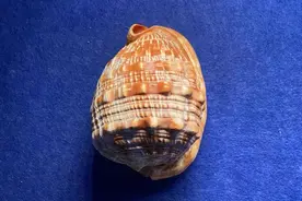 螺中的“四大天王”图片