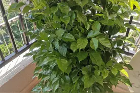 室内养“10种”花草，好养易活，茂盛常绿，提神醒脑净化空气图片