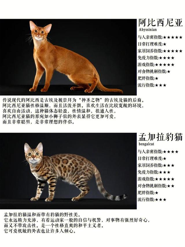 十大热门短毛猫品种合集！你准备养猫吗？准备养一只什么猫？