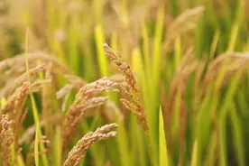 青春创造的未来#2022全国新高考Ⅱ卷作文#图片