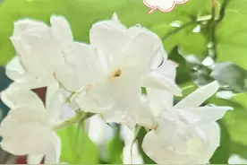 从“赏”与“望”在对联中的使用想到贾岛的“推”与“敲”图片