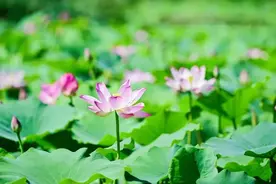 朝阳赏花消夏指南→图片