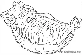 原料知识：告诉你什么是花胶，什么是鱼肚，别搞混了图片